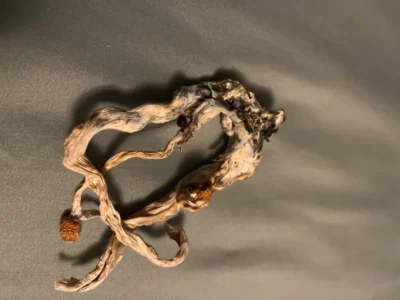 Buy Golden Teacher Mushroom Online Czechia