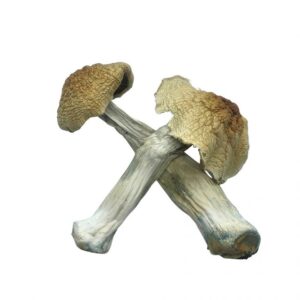 Buy Blue Meanie magic mushrooms shop Czechia