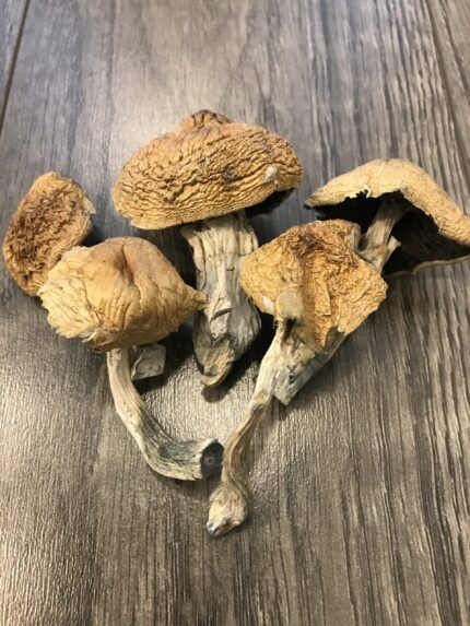 Buy Alacabenzi Cubensis mushroom Czechia
