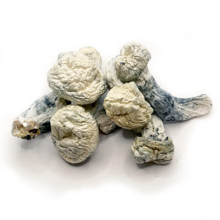 Buy Albino A+ magic mushroom for sale USA