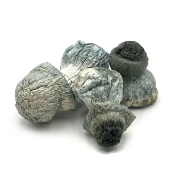 Buy Albino Penis Envy magic mushrooms online USA