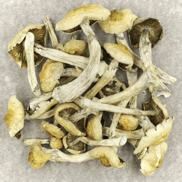 Blue Magnolia magic mushrooms for sale USA Blue Magnolia magic mushrooms for sale USA