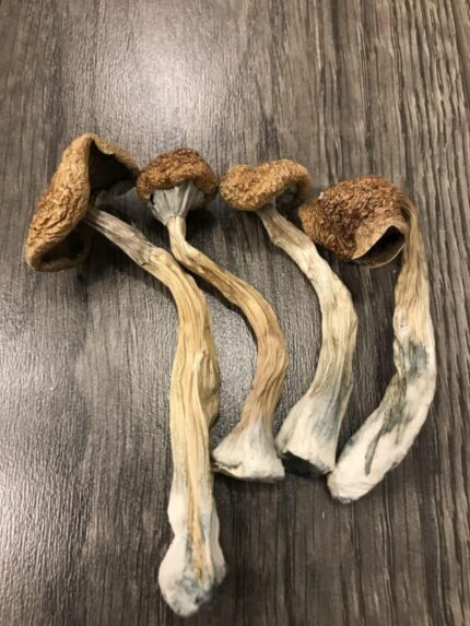 buy African Transkei Cubensis mushroom Czechia