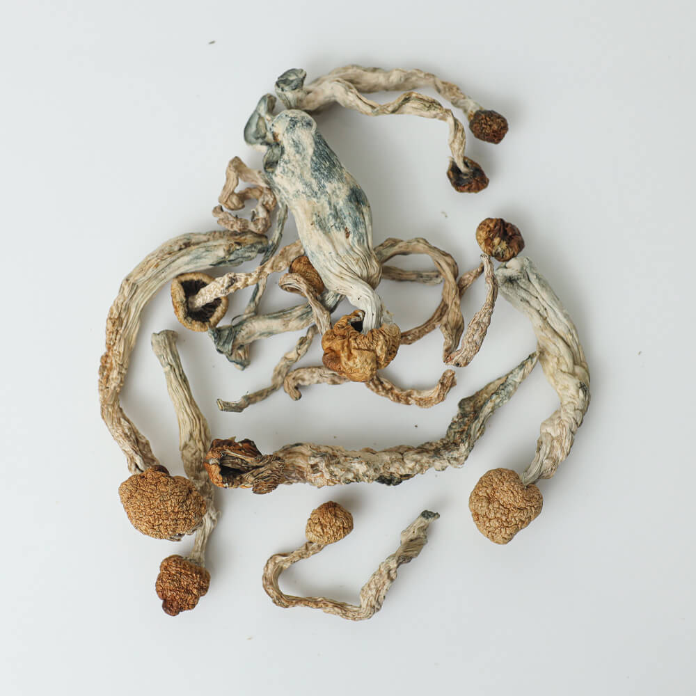 Buy Golden Teacher Mushroom Online Czechia Buy Golden Teacher Mushroom Online Czechia