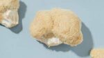 Buy Lion's mane magic mushroom online.