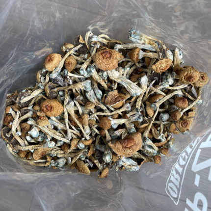 Liberty Cap magic mushrooms for sale USA