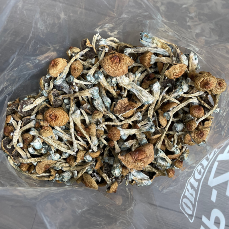 Liberty Cap magic mushrooms for sale USA