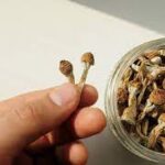 Czechia mushroom shop Europe