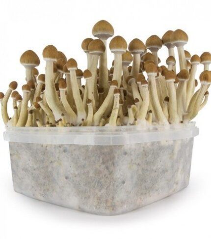 Buy Magic Mushroom Grow Kits USA